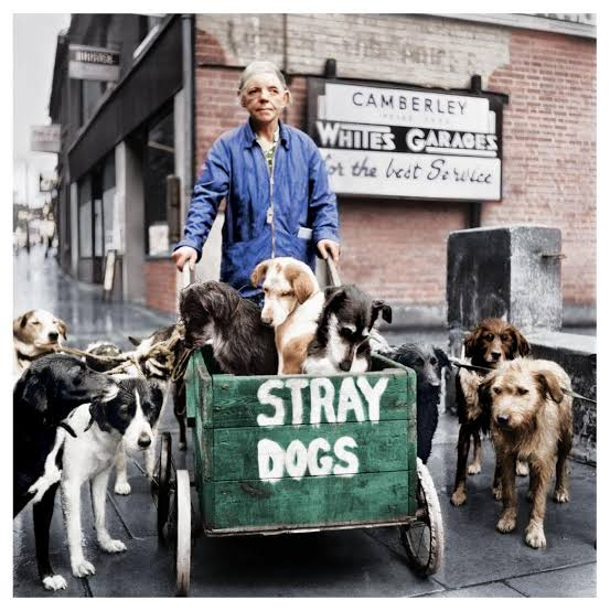 Camberley Kate with dogs